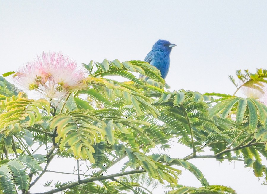 Indigo Bunting - Roger Horn