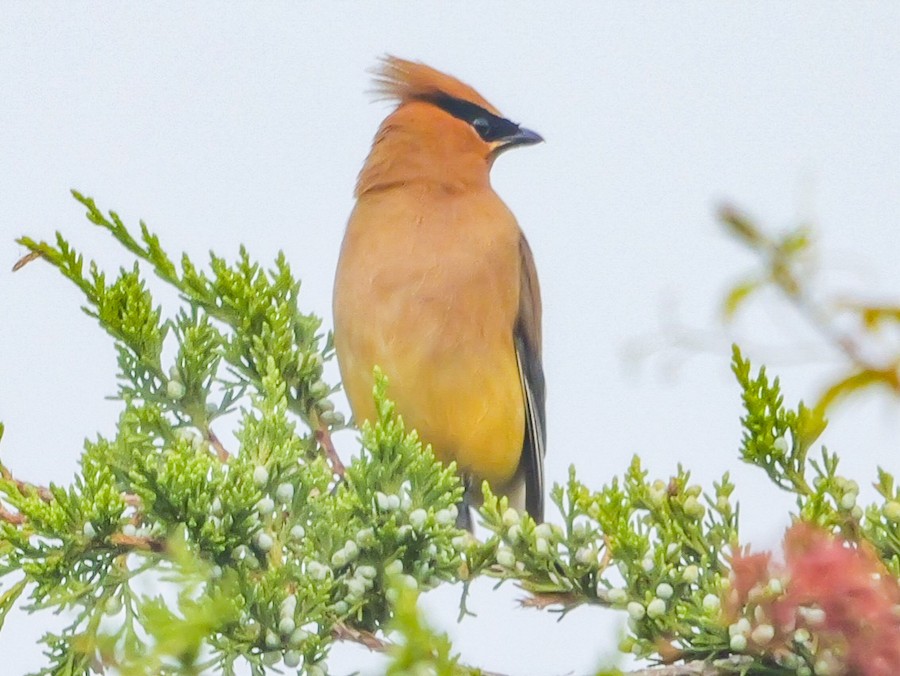 Cedar Waxwing - Roger Horn