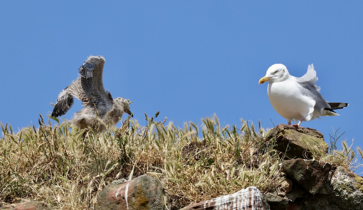 セグロカモメ（argentatus／argenteus） - ML621672153