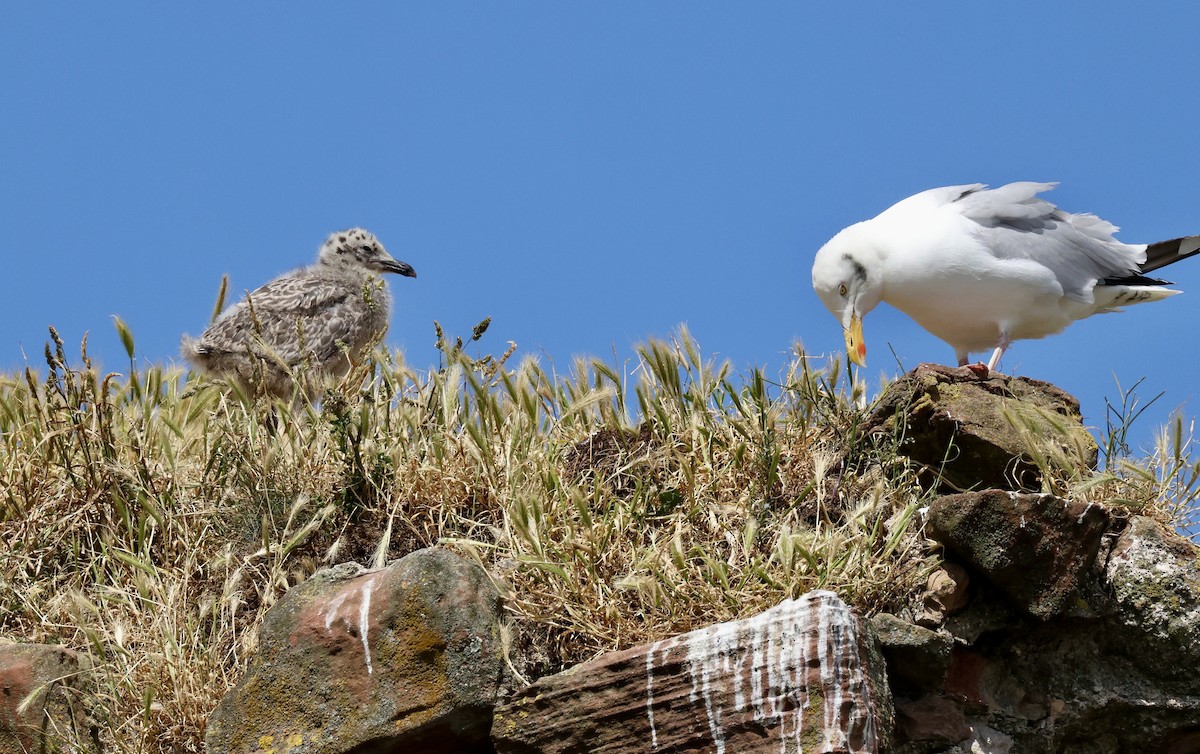 セグロカモメ（argentatus／argenteus） - ML621672155