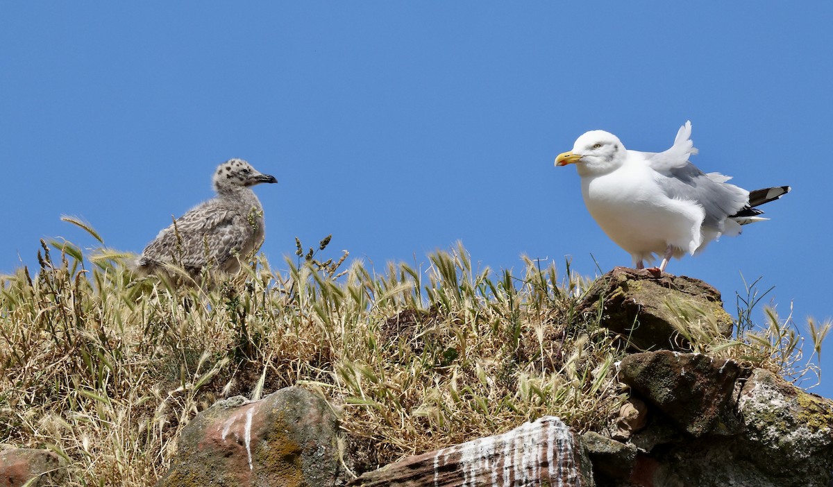 セグロカモメ（argentatus／argenteus） - ML621672156