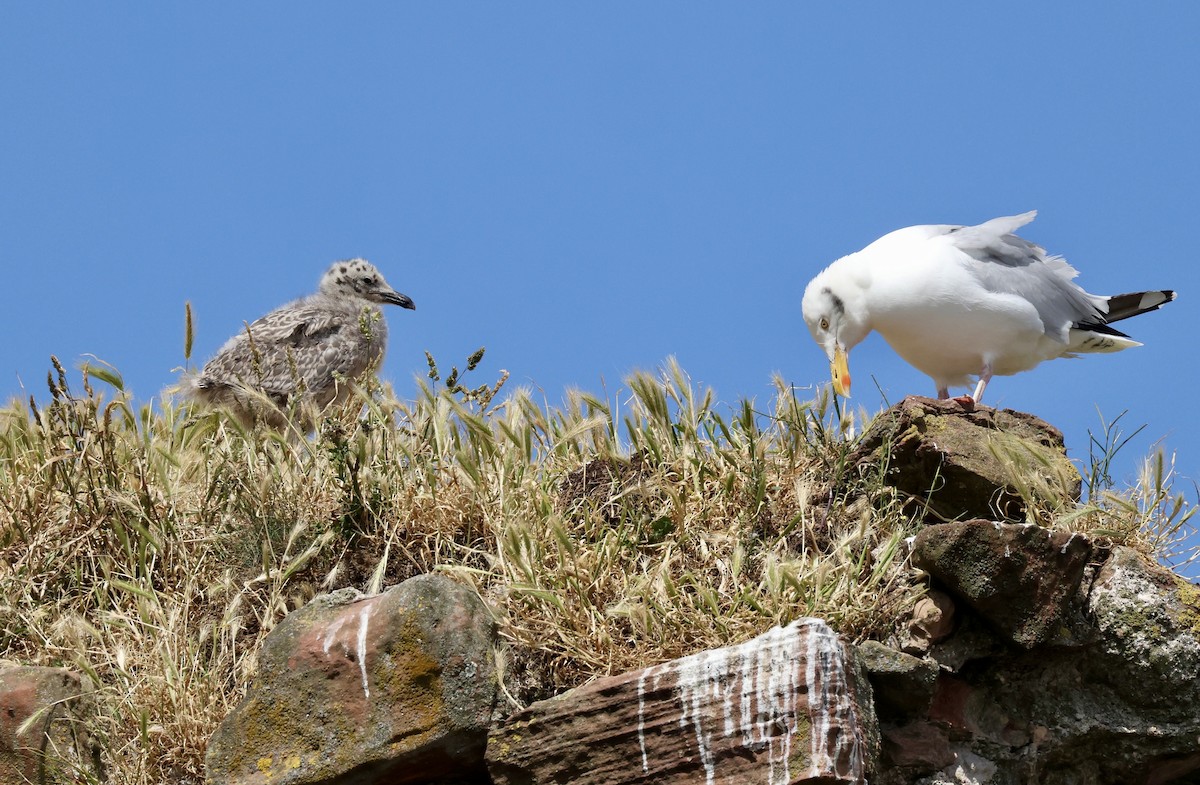 セグロカモメ（argentatus／argenteus） - ML621672157