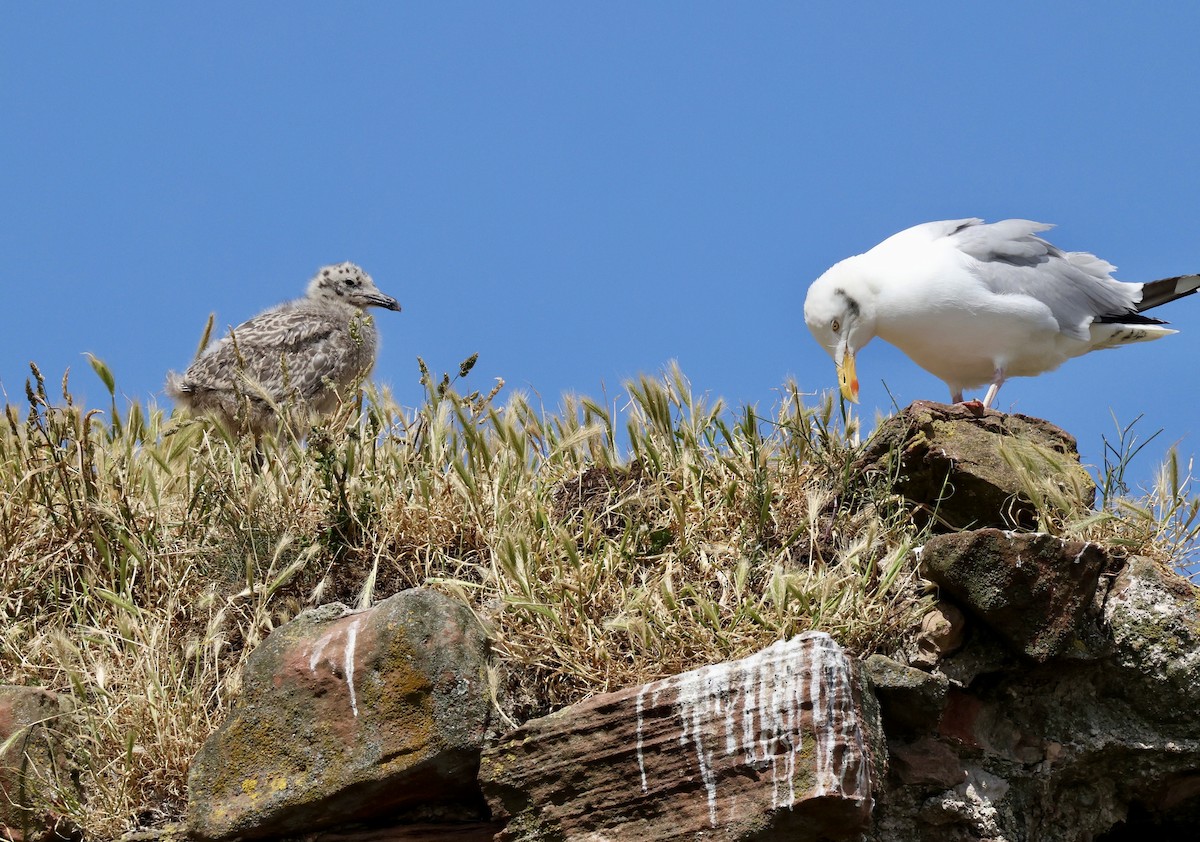 セグロカモメ（argentatus／argenteus） - ML621672159