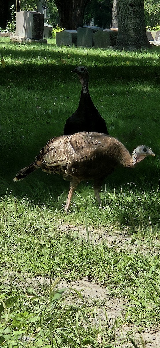 Wild Turkey - ML621672161