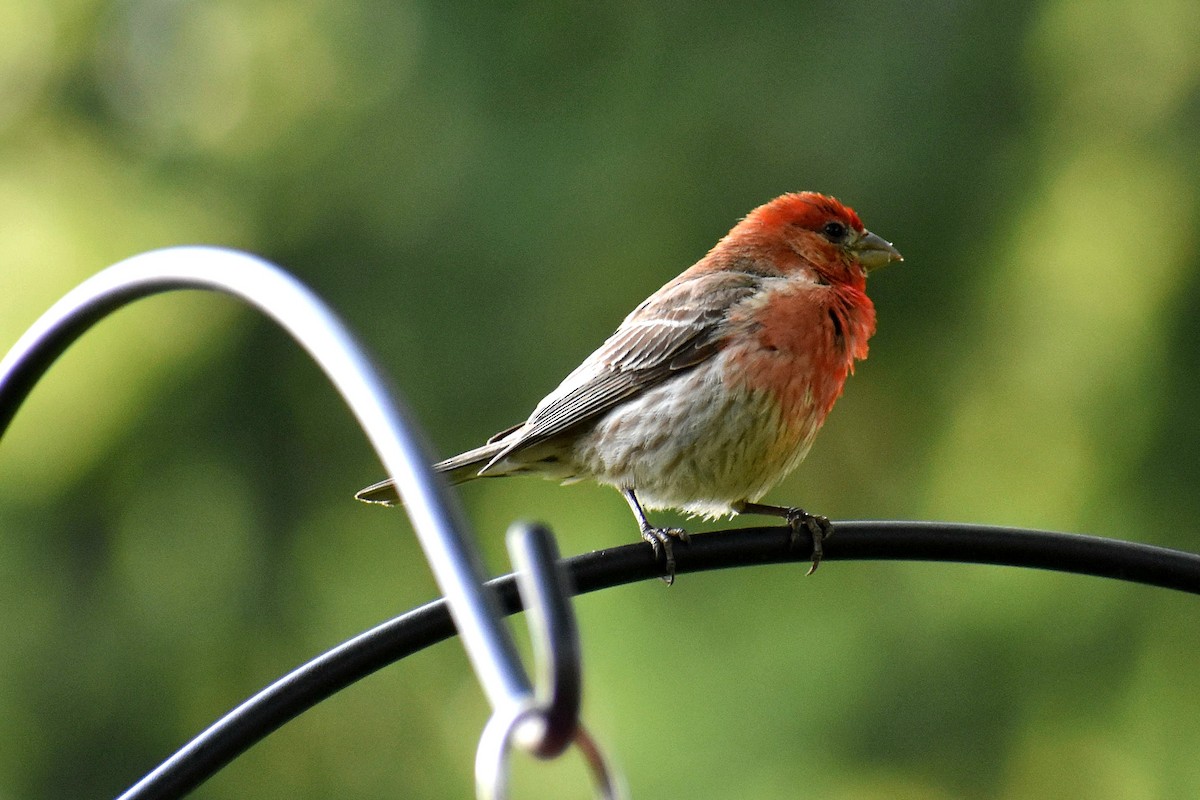 House Finch - ML621672168