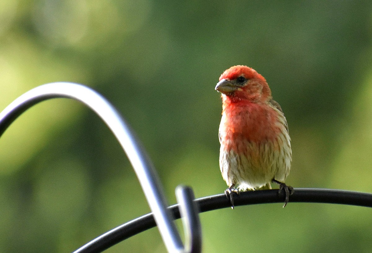 House Finch - ML621672169