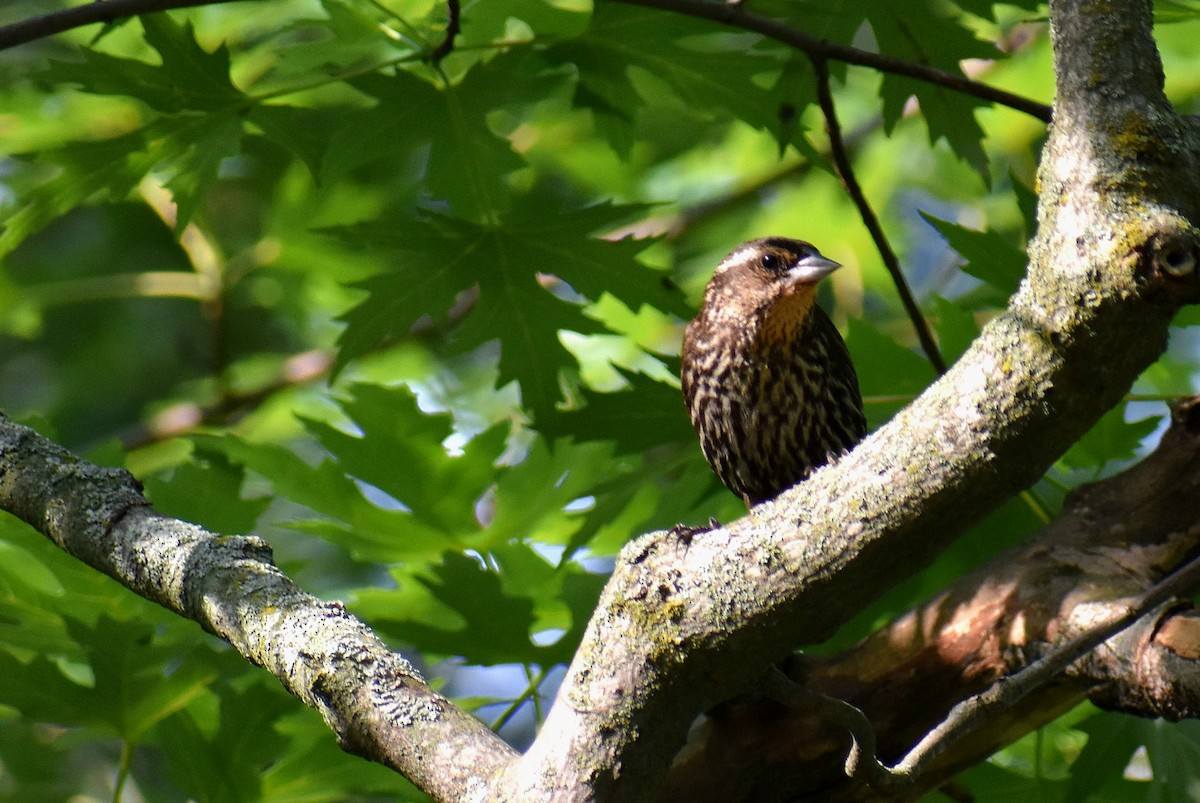 Red-winged Blackbird - ML621672173