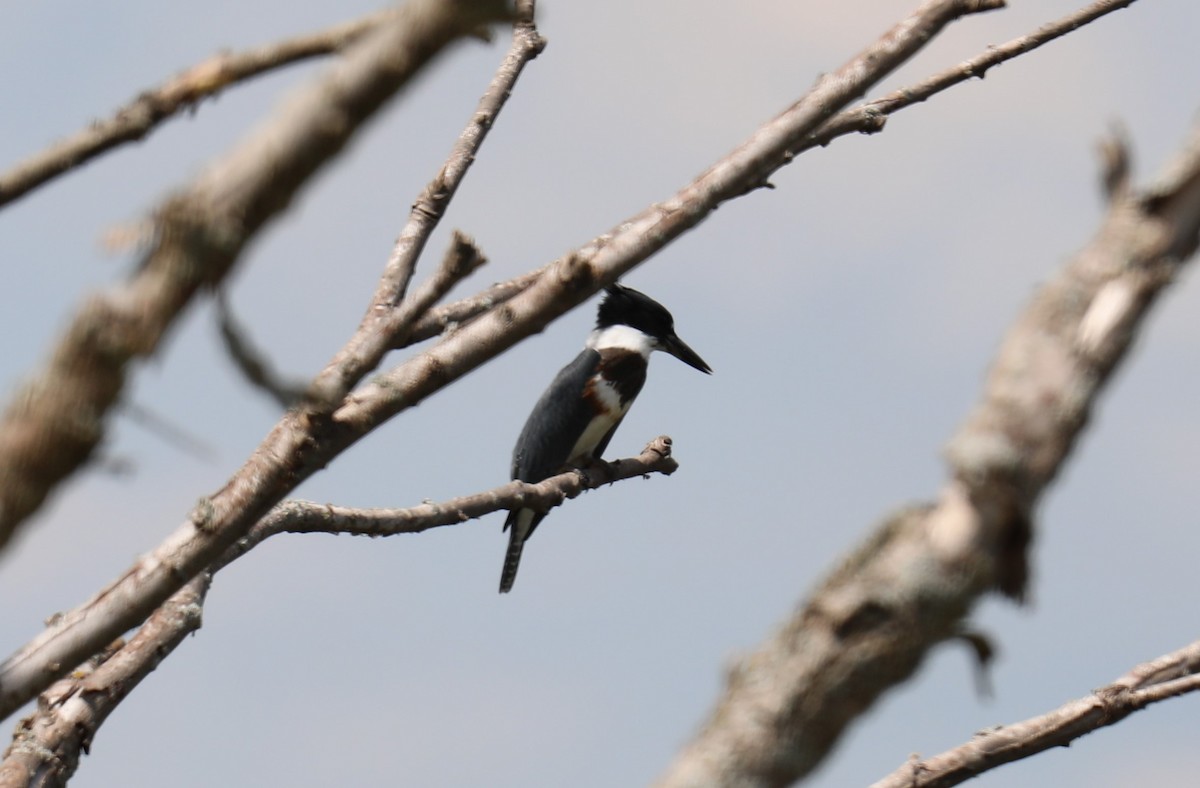 Belted Kingfisher - ML621672189