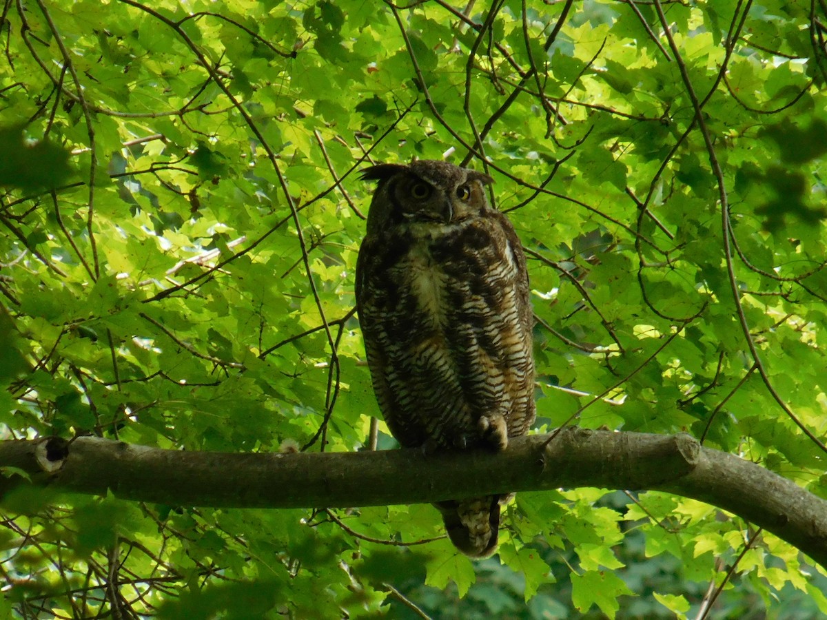 Great Horned Owl - ML621672222
