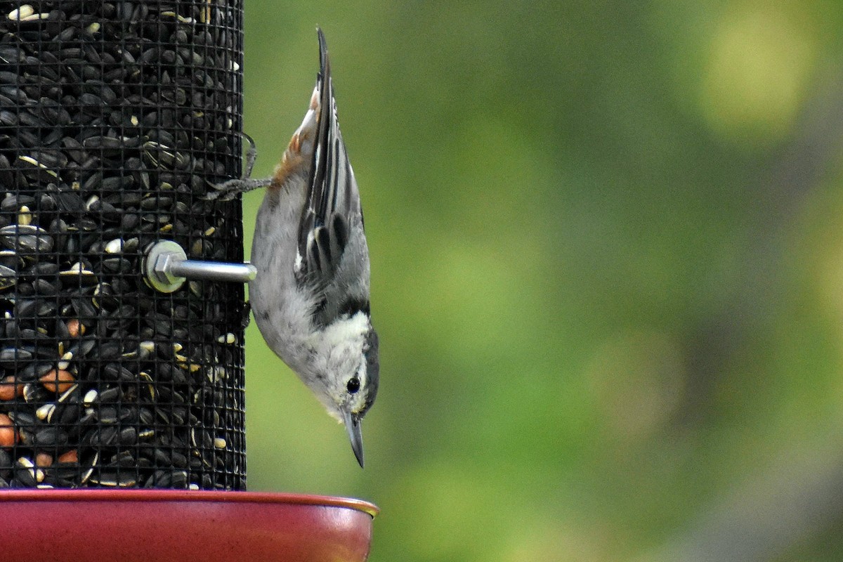 White-breasted Nuthatch - ML621672248