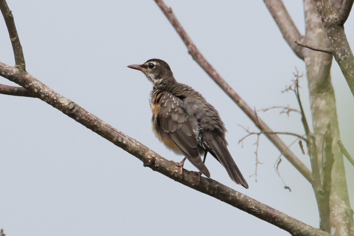 American Robin - ML621672252