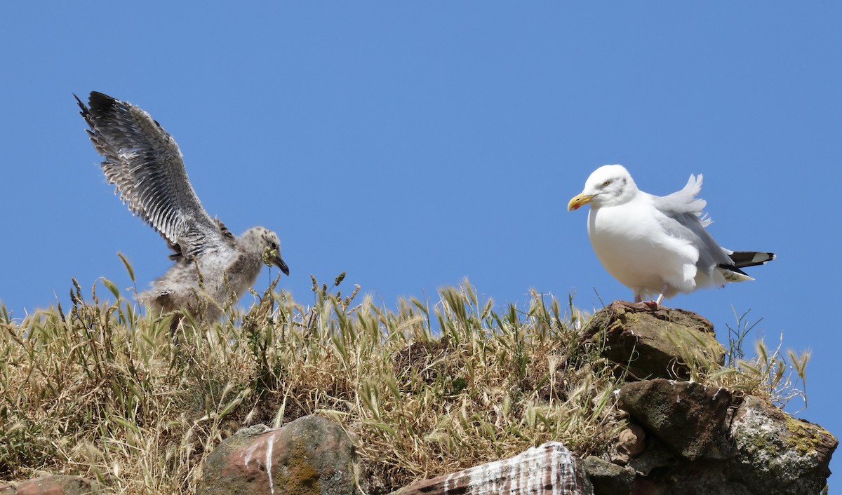 セグロカモメ（argentatus／argenteus） - ML621672261