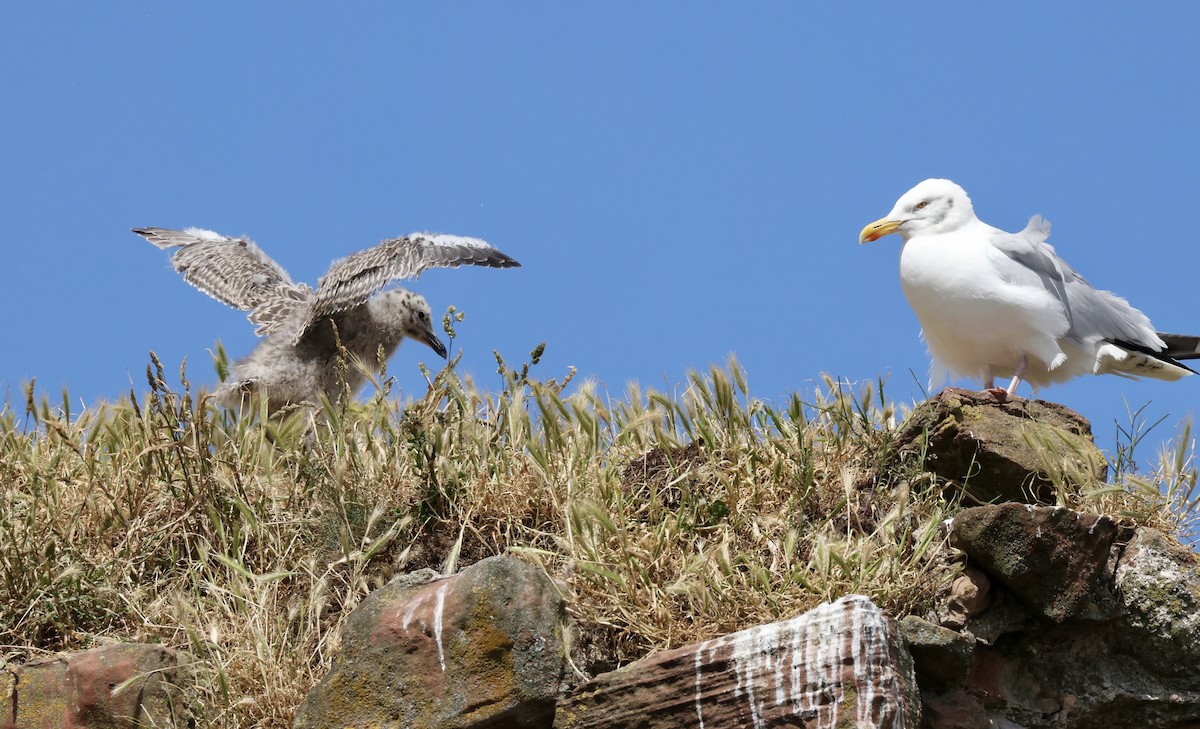 セグロカモメ（argentatus／argenteus） - ML621672262