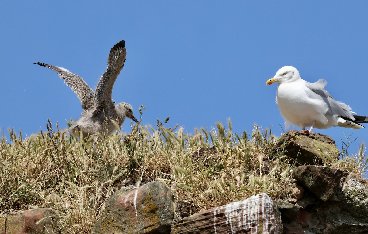 セグロカモメ（argentatus／argenteus） - ML621672263