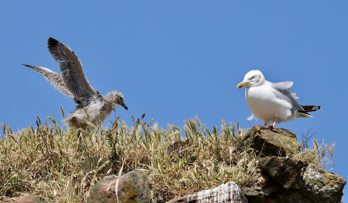 セグロカモメ（argentatus／argenteus） - ML621672264