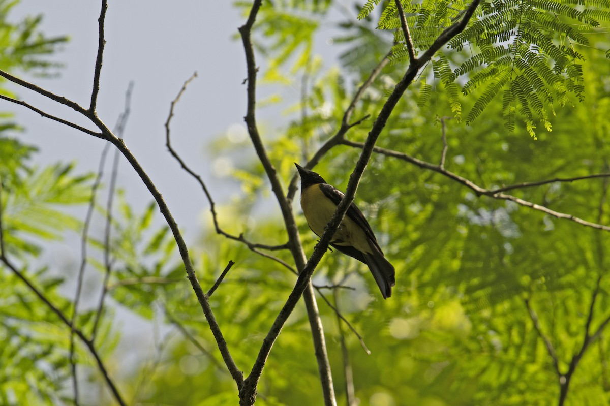 Black-throated Shrike-Tanager - ML621672268