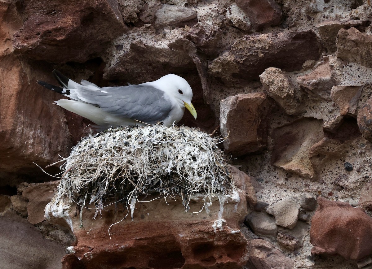 Black-legged Kittiwake - Grace Simms  🐦‍⬛