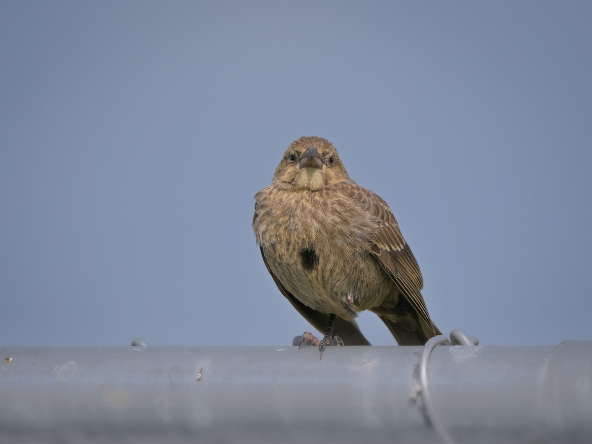 Brown-headed Cowbird - ML621672356