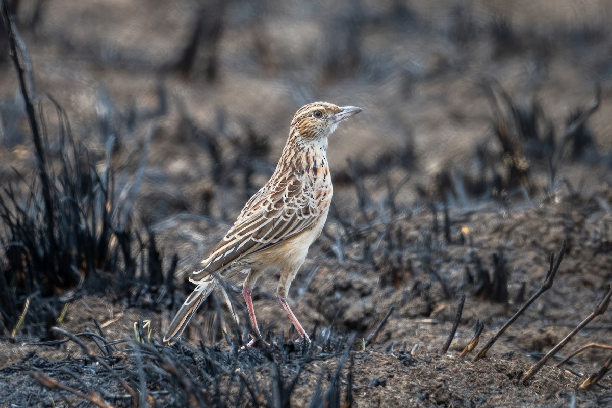 Rufous-naped Lark - ML621672467