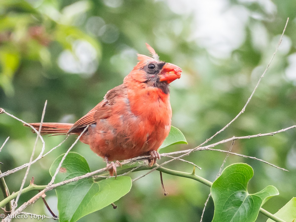 Northern Cardinal - ML621672472