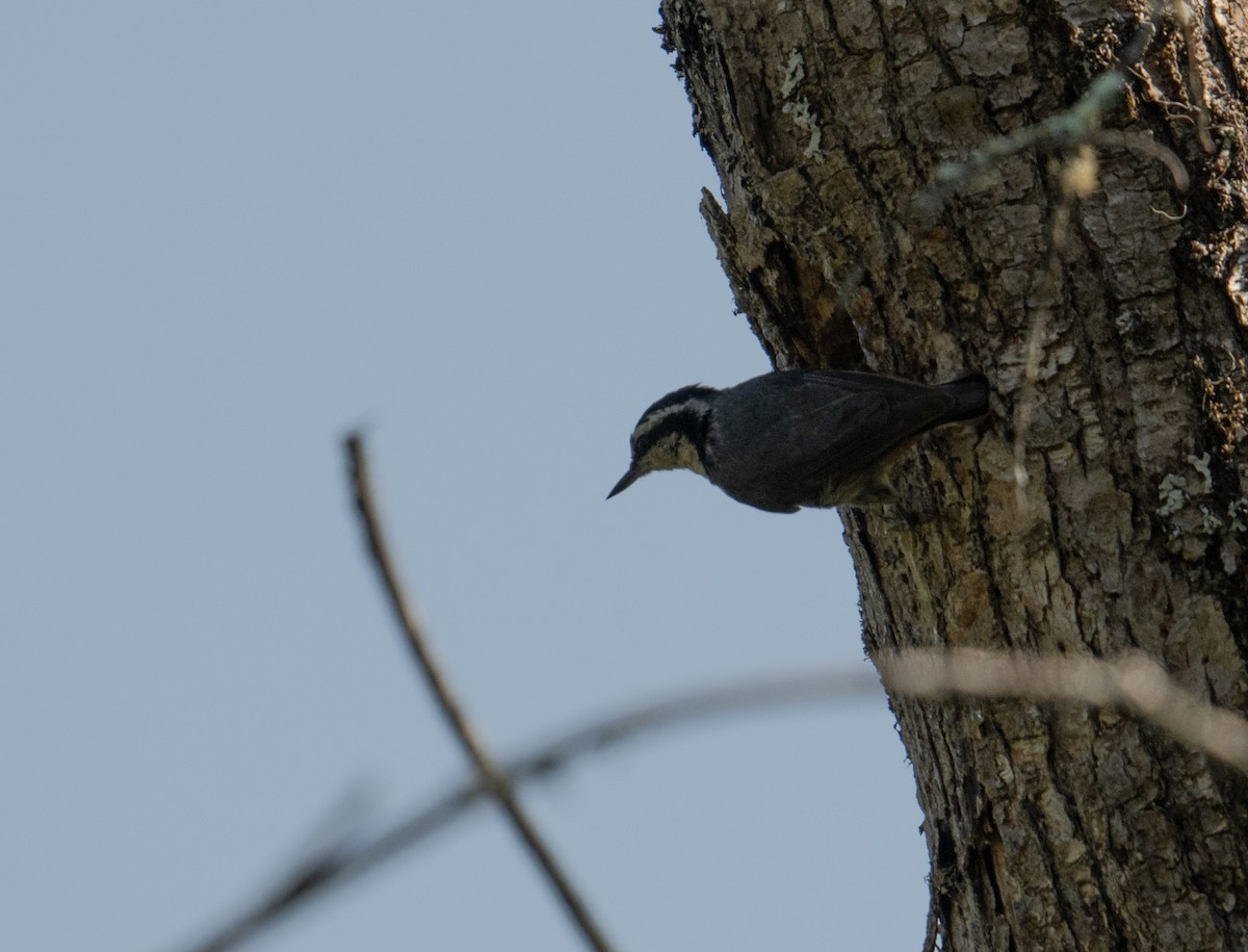 Red-breasted Nuthatch - ML621672519