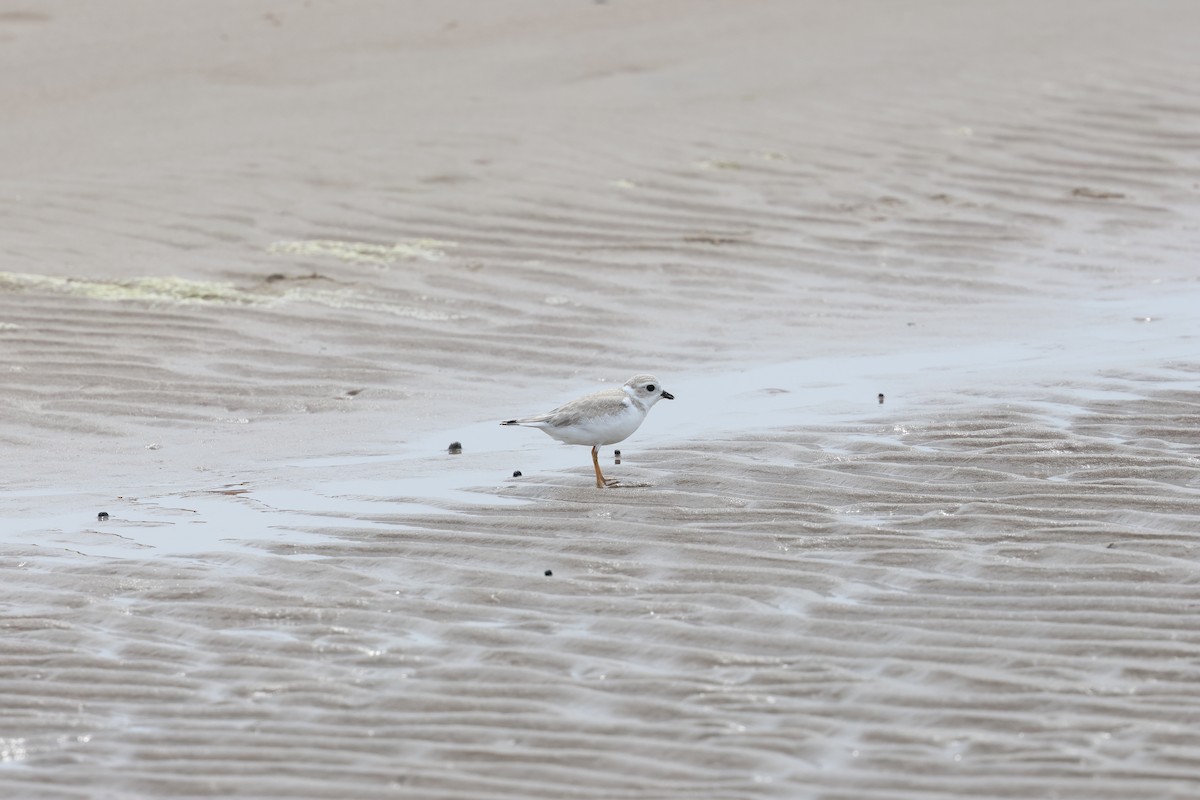 Piping Plover - ML621672540
