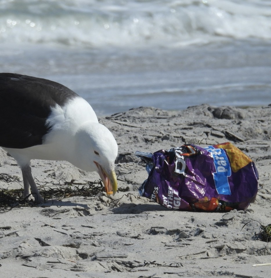 Great Black-backed Gull - ML621672583