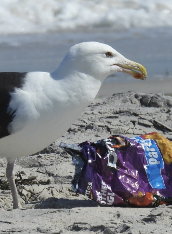 Great Black-backed Gull - Mia Burroughs