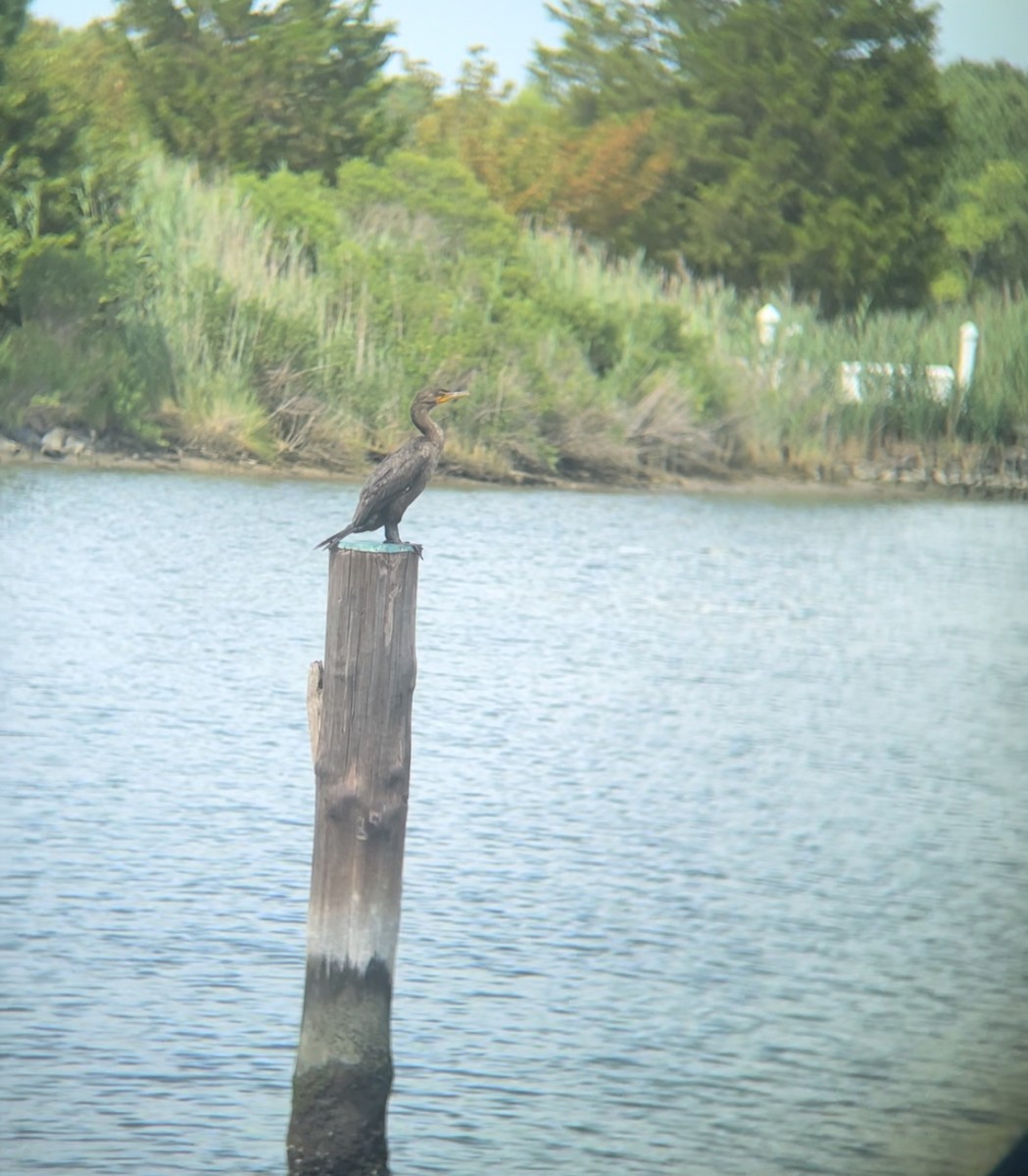 Double-crested Cormorant - ML621672598