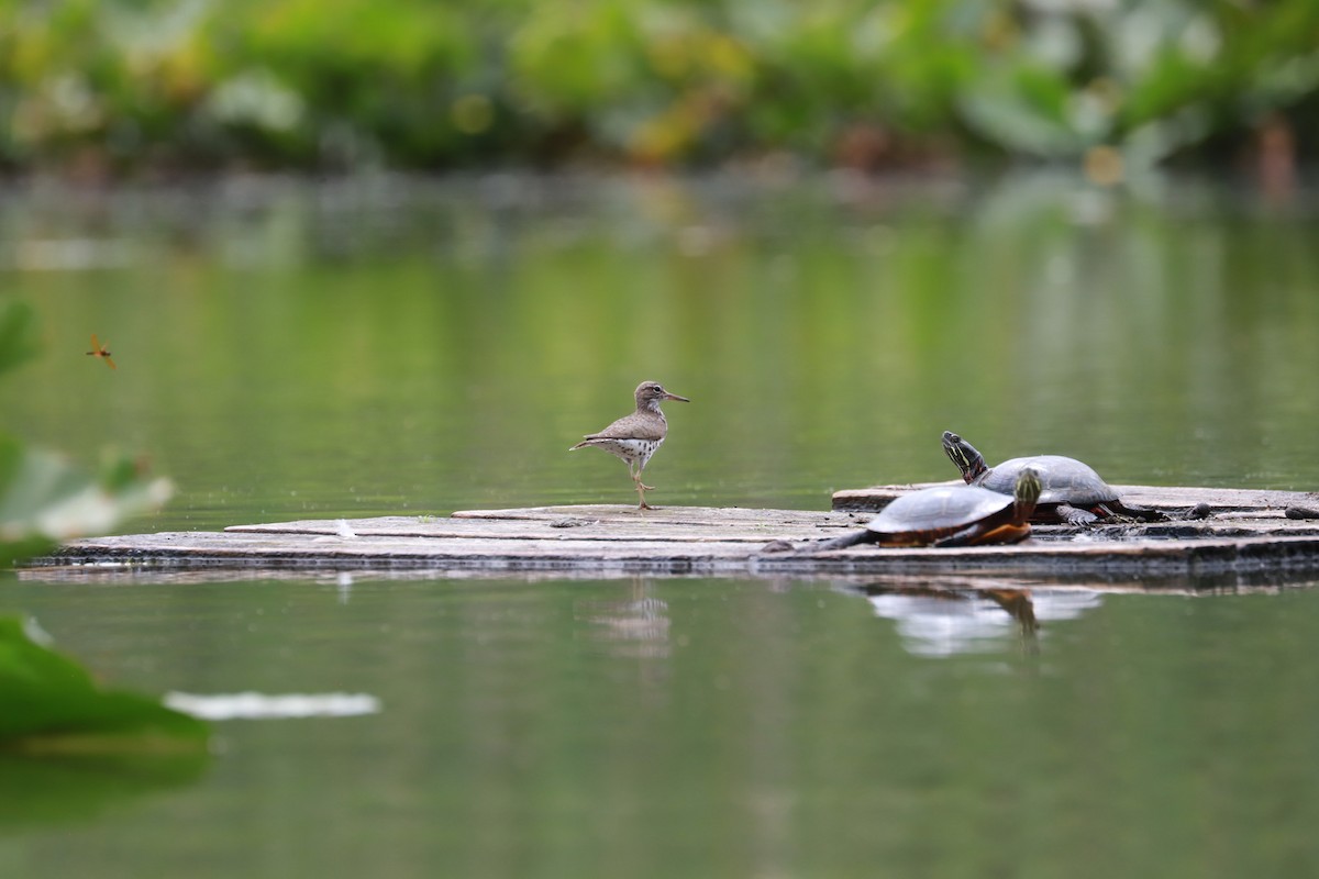 Spotted Sandpiper - ML621672602