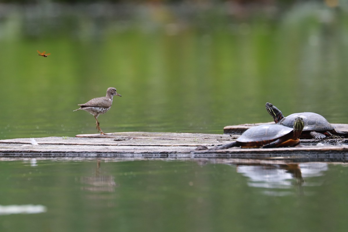 Spotted Sandpiper - ML621672603