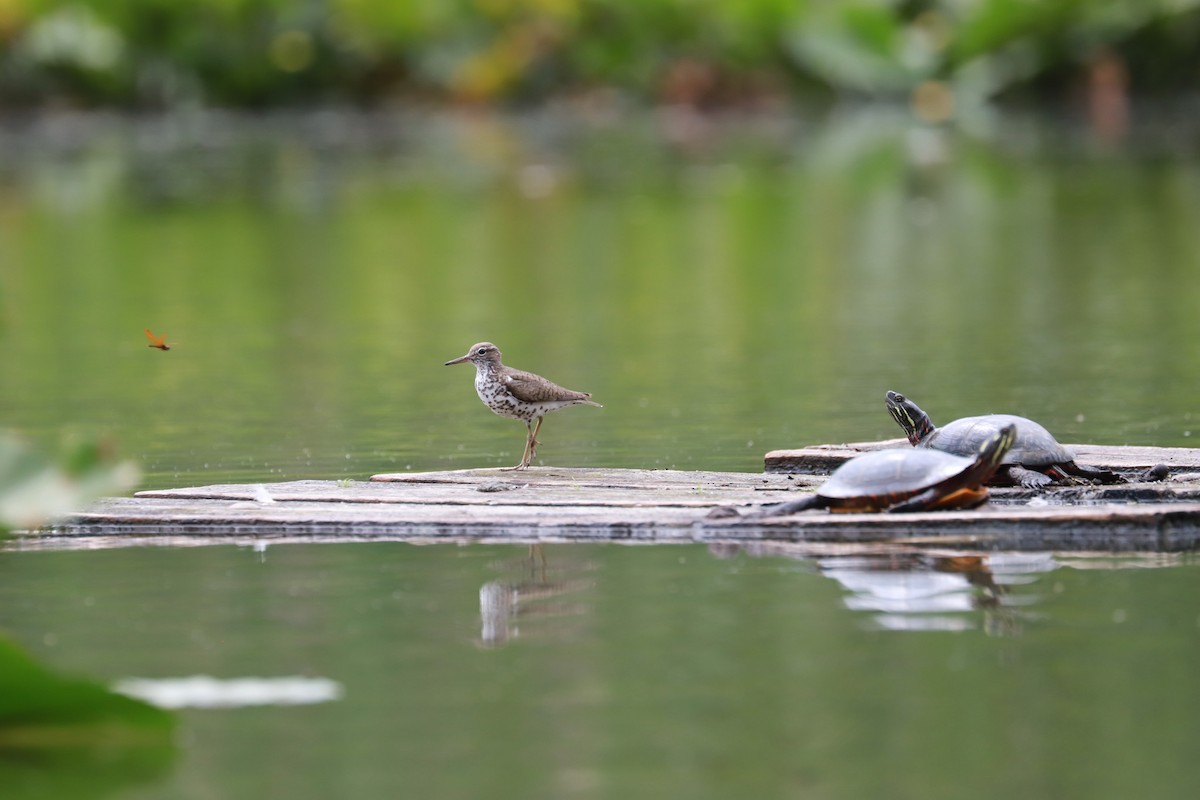 Spotted Sandpiper - ML621672608