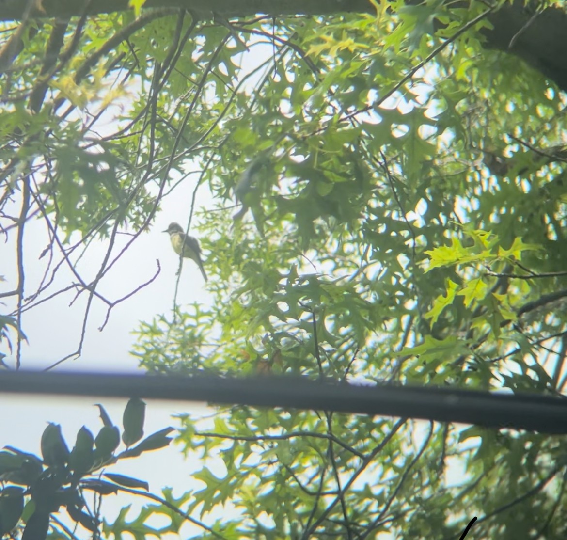 Great Crested Flycatcher - ML621672613