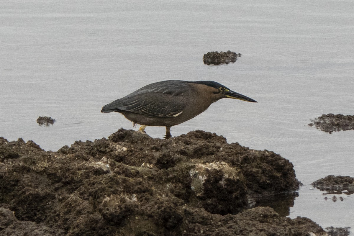 Striated Heron - ML621672776