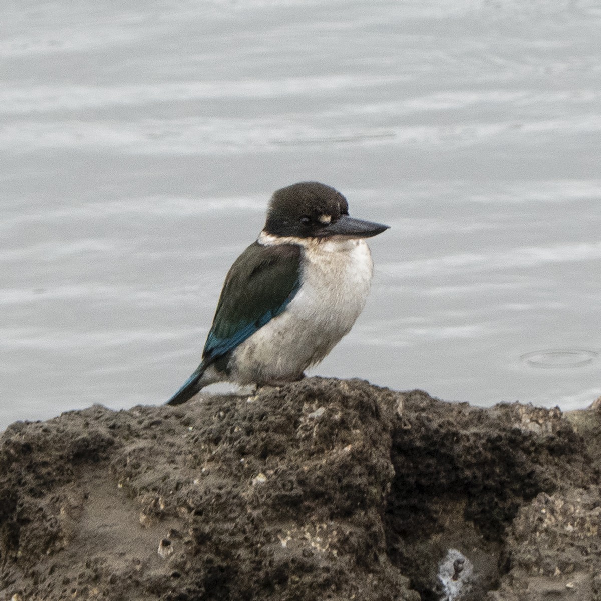 Torresian Kingfisher - John Purrington