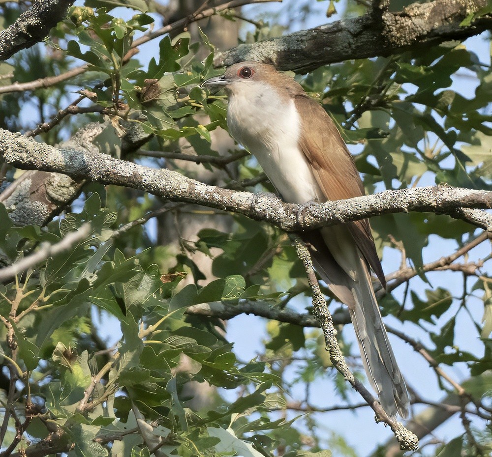 Black-billed Cuckoo - ML621672818