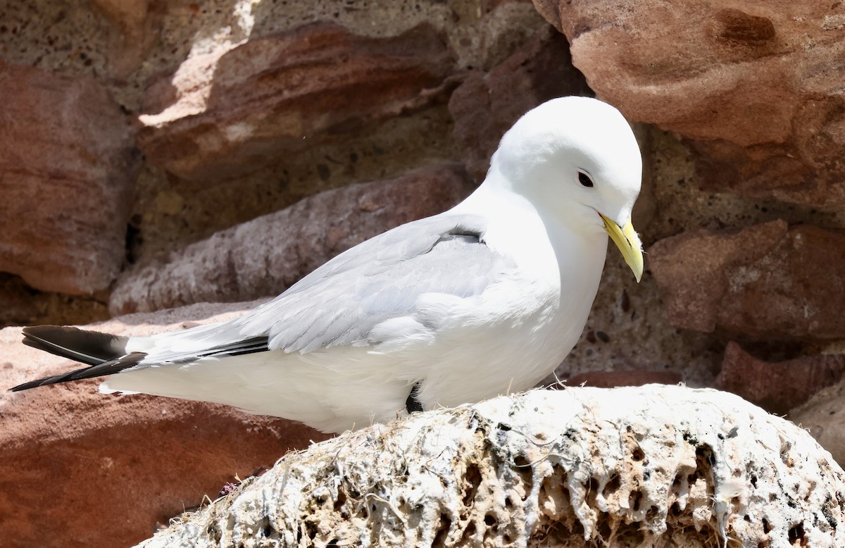 Black-legged Kittiwake - Grace Simms  🐦‍⬛