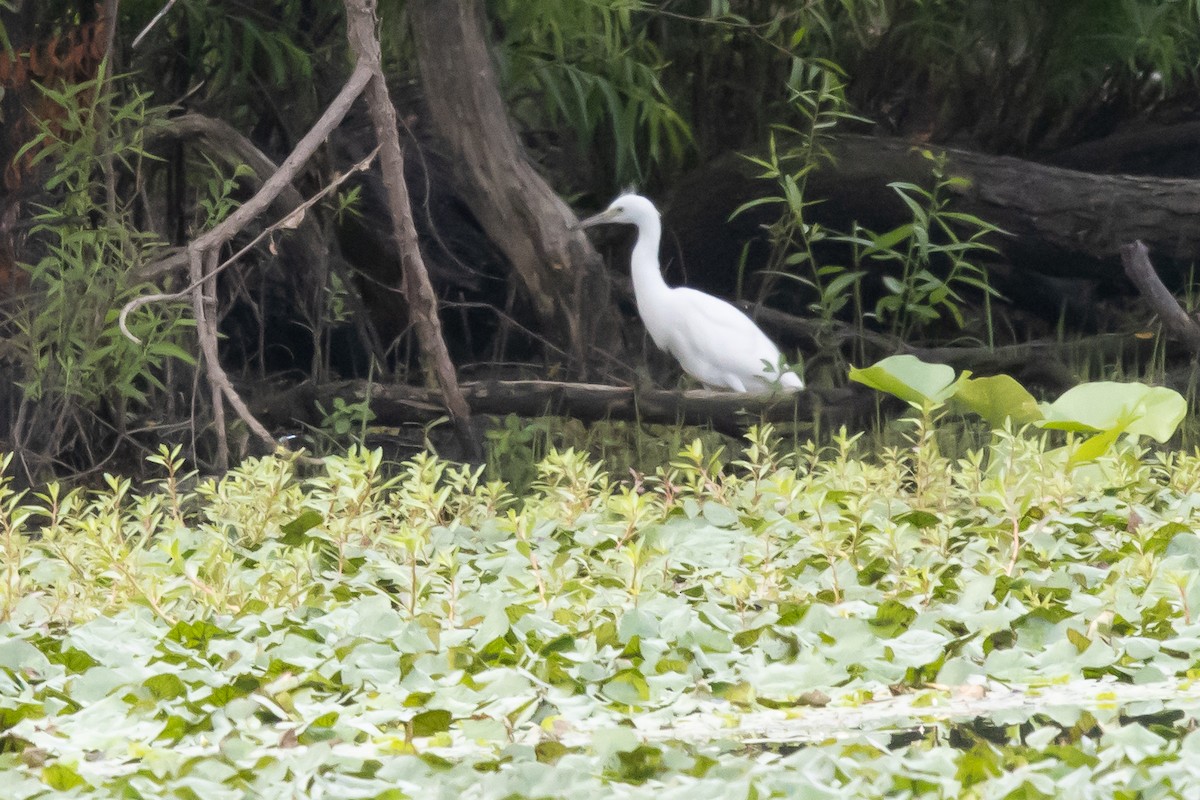 Little Blue Heron - ML621672902