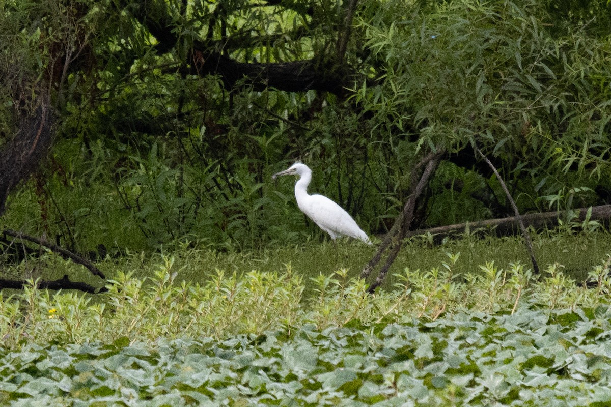 Little Blue Heron - ML621672903