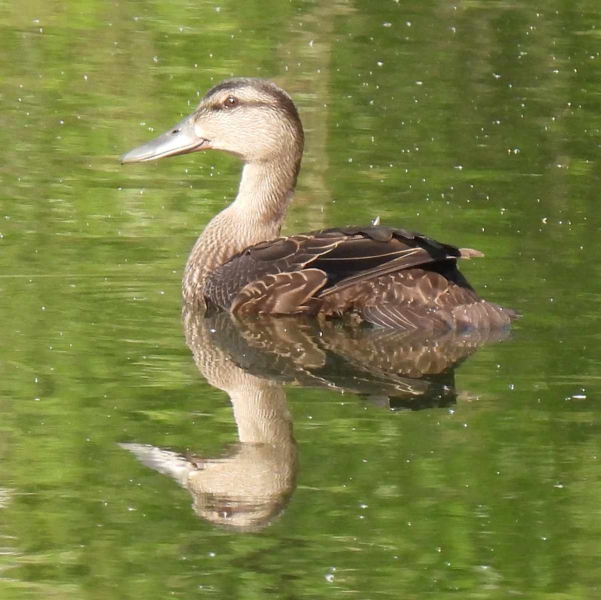 American Black Duck - Susanne Meidel