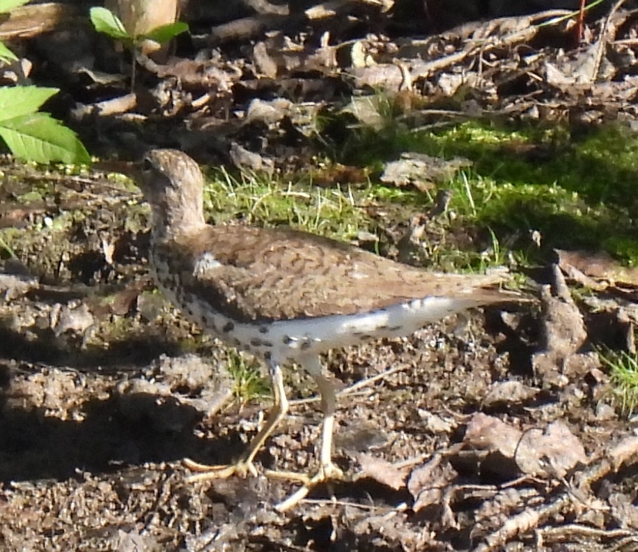 Spotted Sandpiper - Susanne Meidel