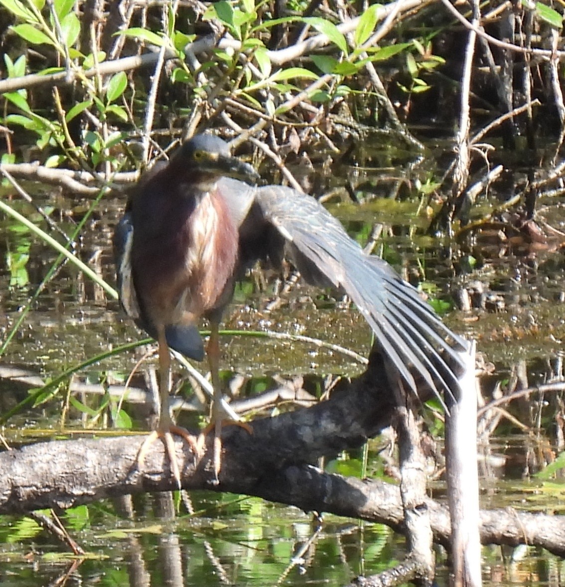 Green Heron - Susanne Meidel