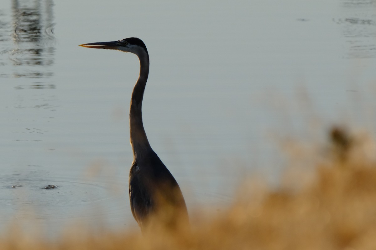 Great Blue Heron - ML621672924