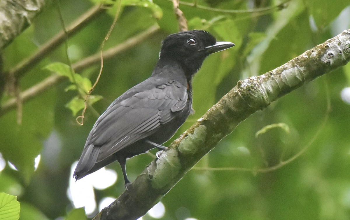 vranucha středoamerická - ML621672925