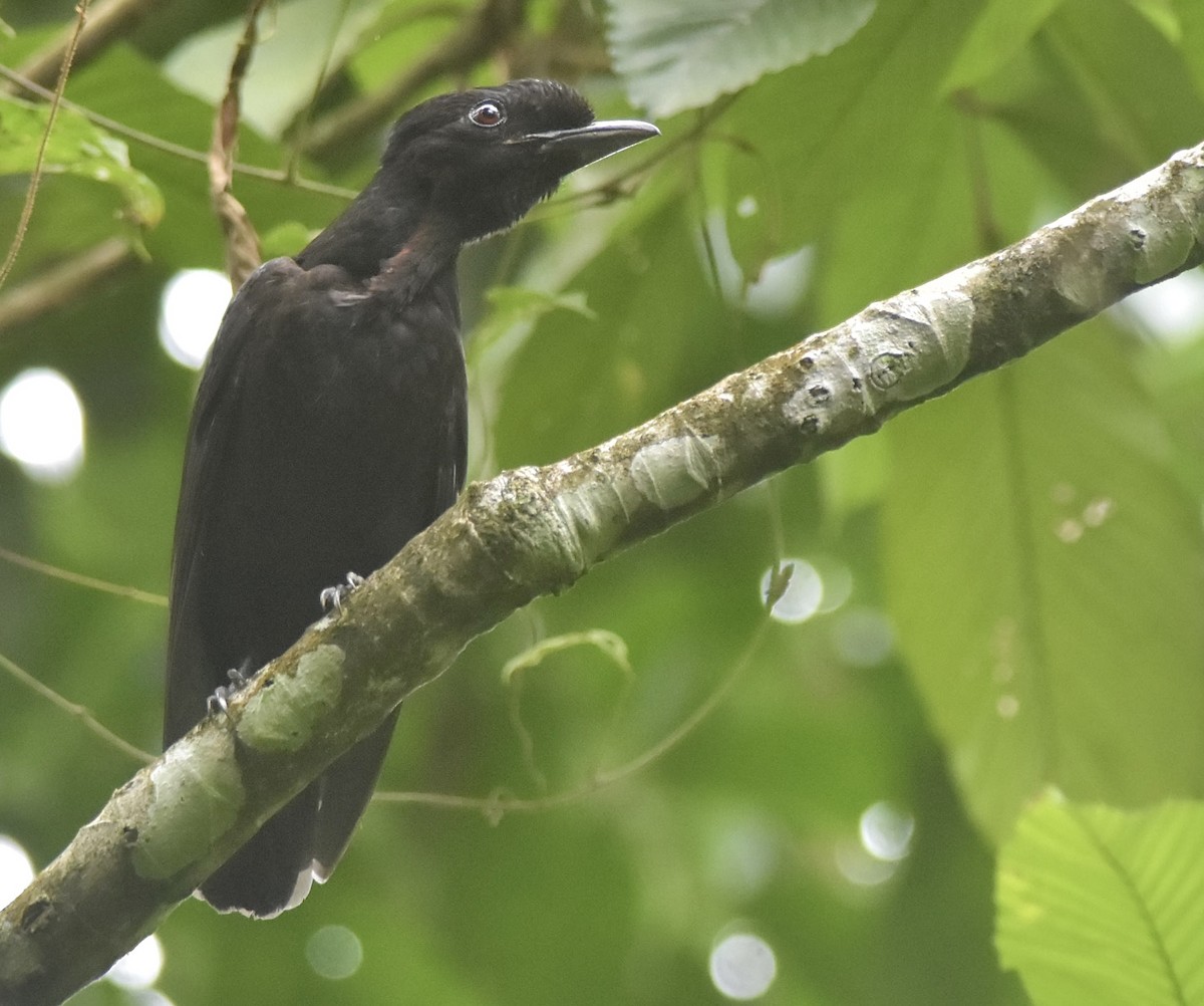 vranucha středoamerická - ML621672926