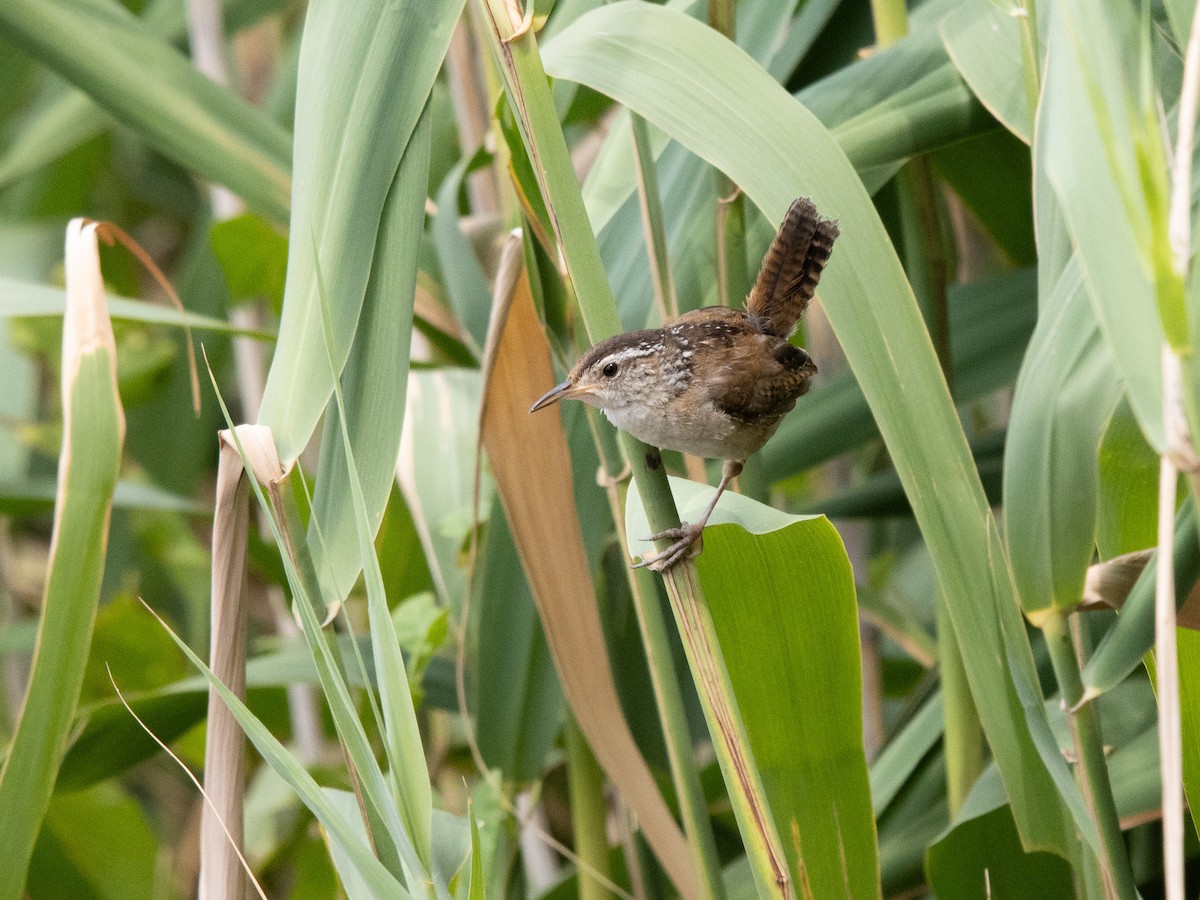 Marsh Wren - ML621673035