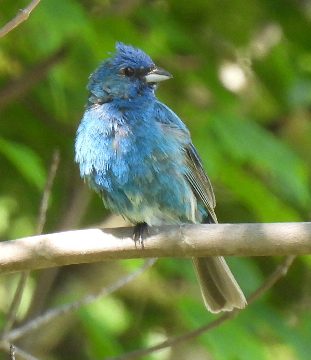 Indigo Bunting - ML621673093