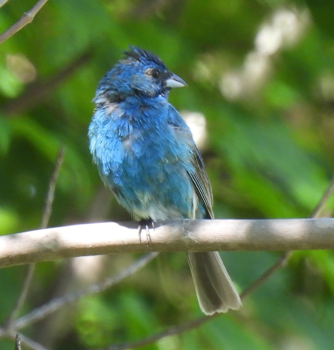 Indigo Bunting - ML621673094