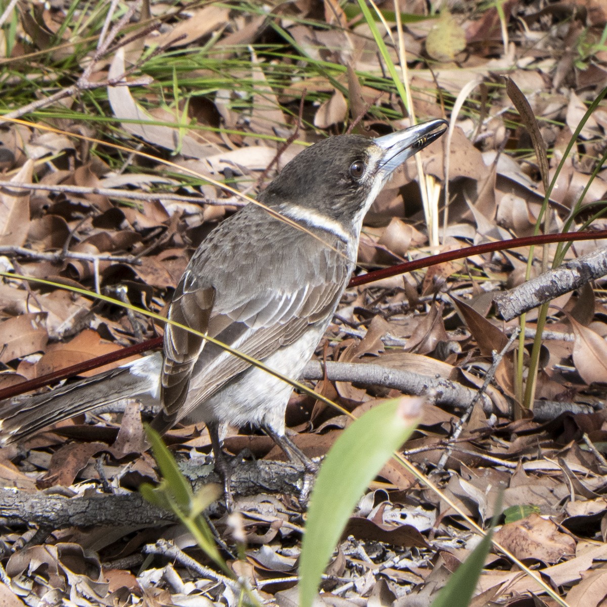 Gray Butcherbird - ML621673143