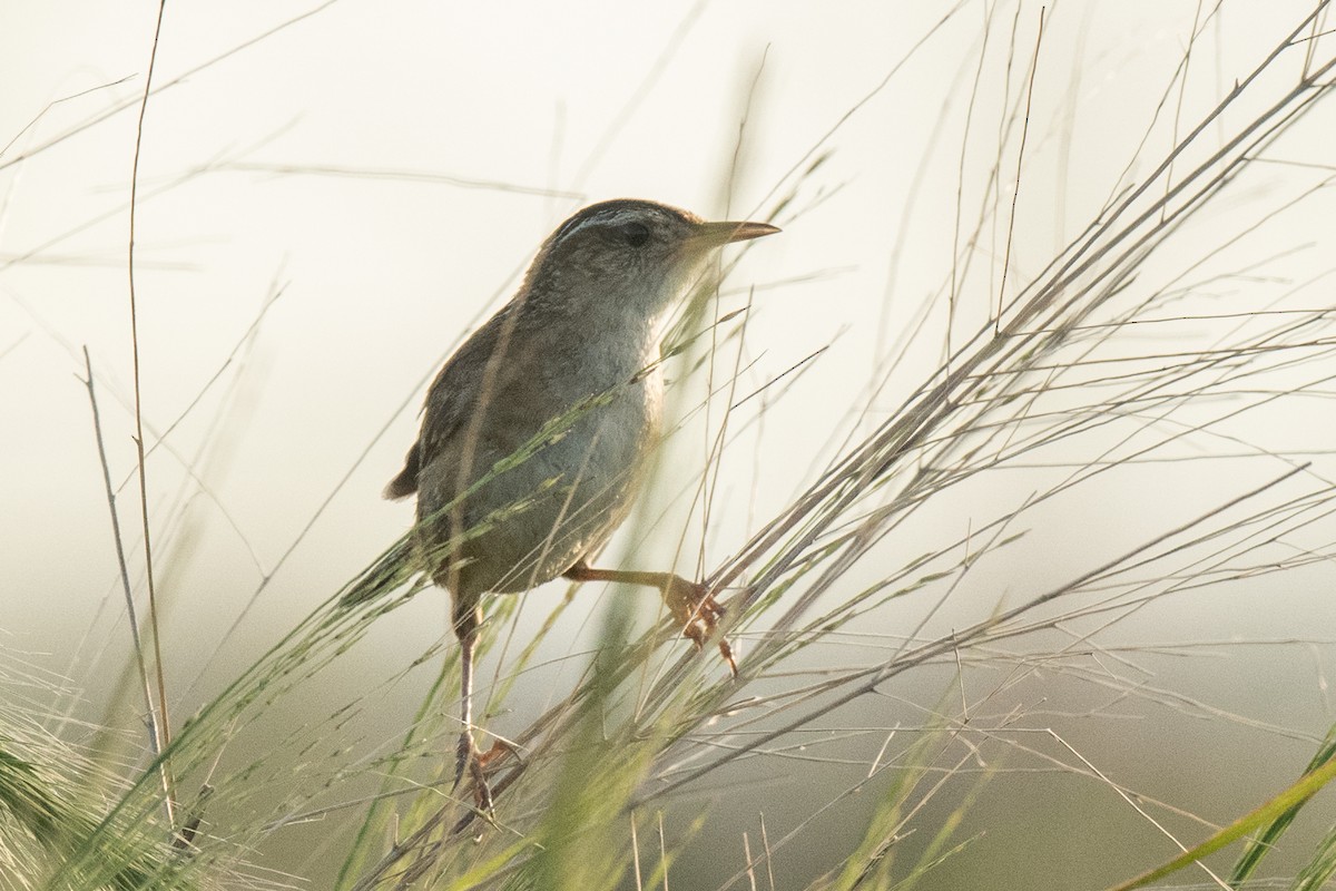 Marsh Wren - ML621673188